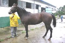 Ȳ������ (HWANGGEUM JIDAE) ����