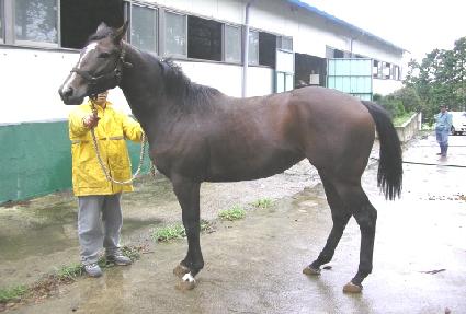 Ȳ������ ����