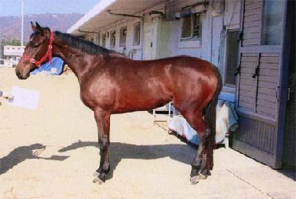 ����Ʈ���� ����