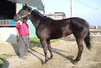 ���ź (KWAESOKTAN) ����