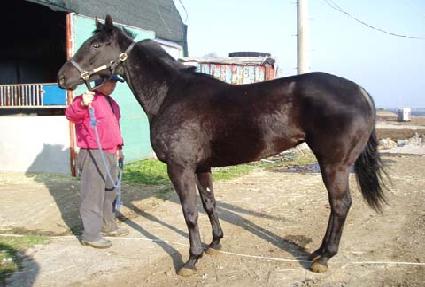 ���ź ����