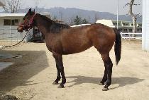 �������� (SAETBYEOL GONGJU) ����