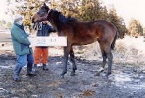 �Ǳ�õ�� (UIGI CHEONCHU) ����