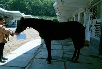 ���� (SOPYEONG) ����