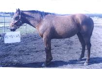 ����ȣũ (BROWN HAWK) ����