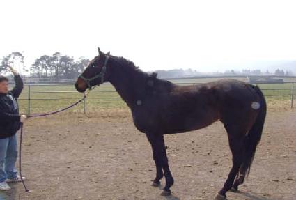 �۽���äƮ ����