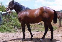 �̽�����õ (MR. FORTUNE) ����