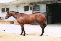 �۷θ����� (GLORY WONDER) ����