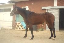 �����ǿ��� (NAEIRUI YEONGGWANG) ����