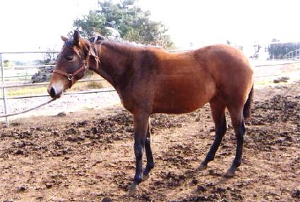 �����꼺 ����