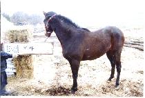 ������ (SAEMAJI) ����