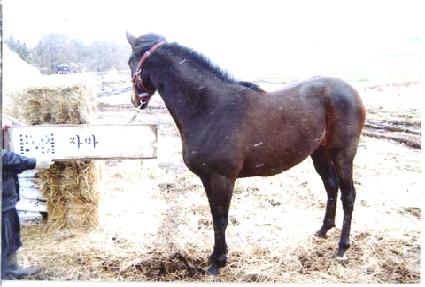 ������ ����