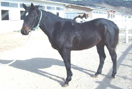 ������Ÿ ����