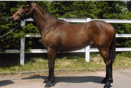 �Ŀ��÷��� ����