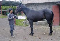 ���ӽô� (GASOK SIDAE) ����