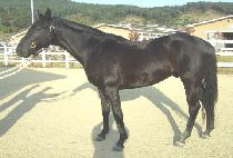 �ν�Ʈ�� (LOST MOM) ����