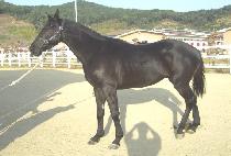 �����ϵ� (JAJU ILDEUNG) ����