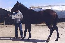 �պ�õ (WANGBICHEON) ����