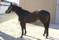 �����ũ (WIND WALK) ����