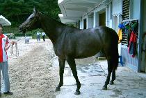 ������Ʈ (QUEEN FIGHT) ����