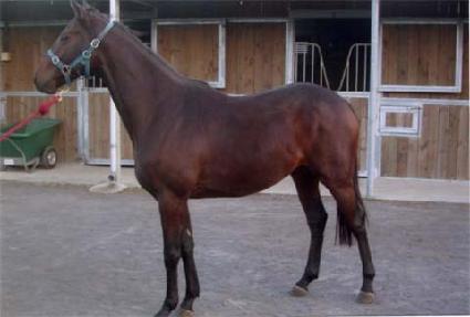 �̱۽�Ƽ ����