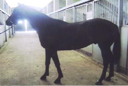 ������ ����