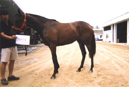 ����þ�Ʋ ����