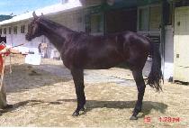 ���ϵ��� (WILD RUBY) ����