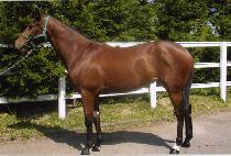 �ݵ���� (BANDO SARANG) ����