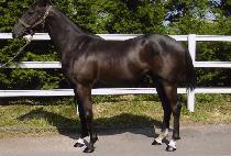 ������ (MAGIC GEM) ����