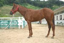 ���ո��� (JIGWANG MAEJIN) ����