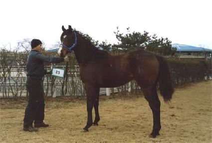 ��õ�Ǽ��� ����