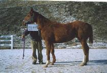 õ���뼺 (CHEONJI DAESEONG) ����