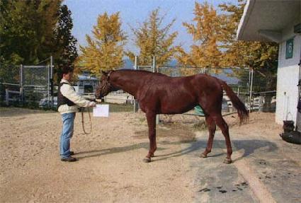 Ǫ������ ����