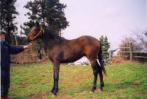 �ְ����� (CHOEGANG MUJEOK) ����