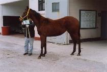 õ����ȣ (CHEONJI SUHO) ����