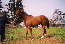 õ���� (CHEONNYEONCHO) ����