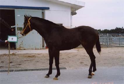 ��ĭ��ī ����