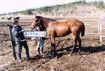 ���η� (CHOILLYU) ����