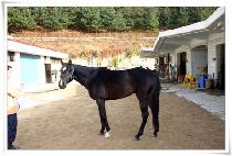 �����Ǹ��� (NAMSANUIMYEONGDANG) ����