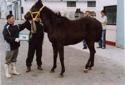 ���� ����