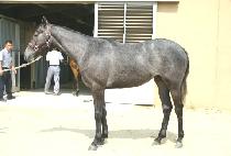 ���׳뼱 (JIKHANGNOSEON) ����