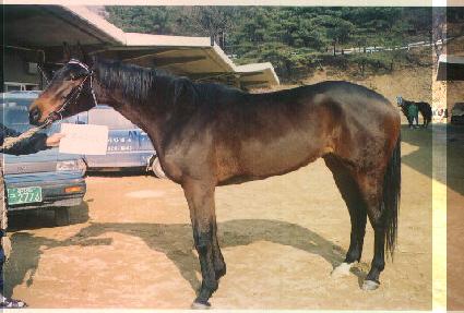 ���������� ����