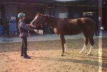 ADMIRE RASCAL picture