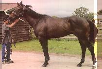 ���θ� (WAROMAR) ����