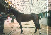 ��ư���� (JOTEN DANCE) ����