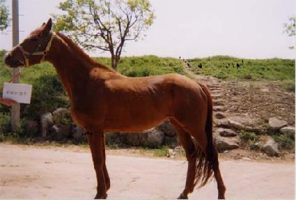 ���������� ����