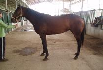 ���ƽý� (OASIS) ����