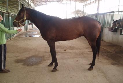 ���ƽý� ����