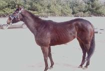 ��õ���� (GWACHEON NYOWANG) ����